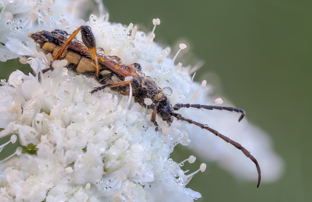 id coleottero: Rutpela maculata e Stenopterus ater